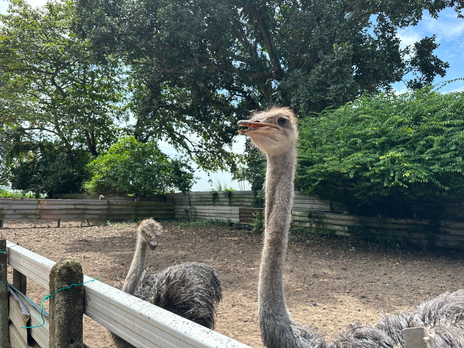 Blurred Background Desaru Ostrich Farm Image