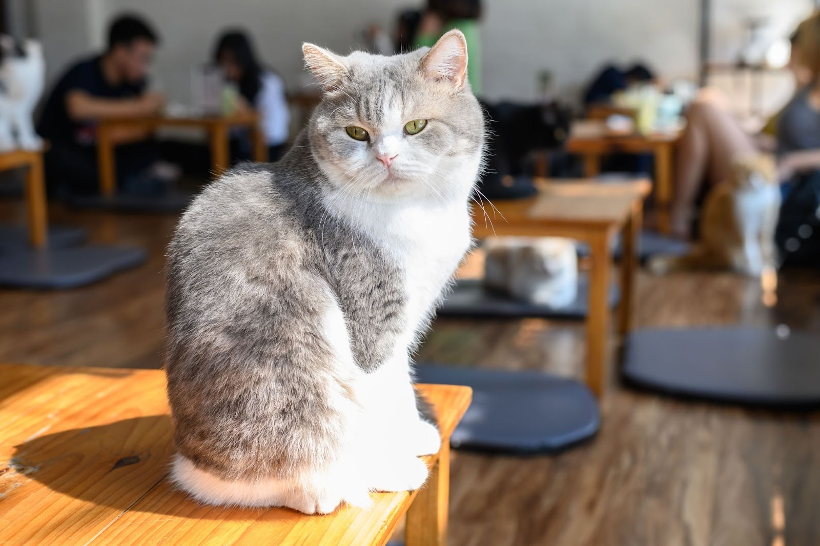 Cat Cafe Singapore